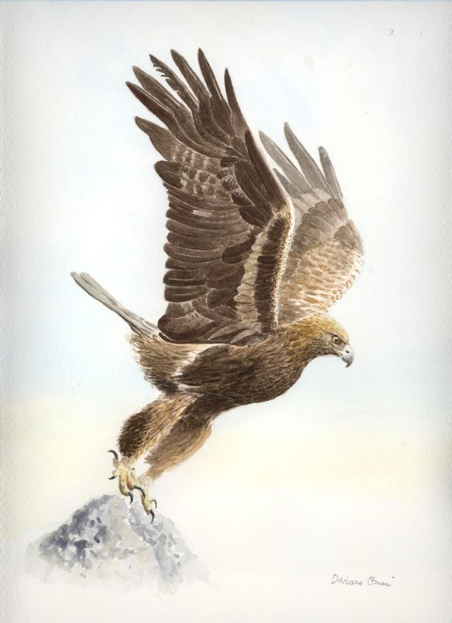 Disegni di Buteo